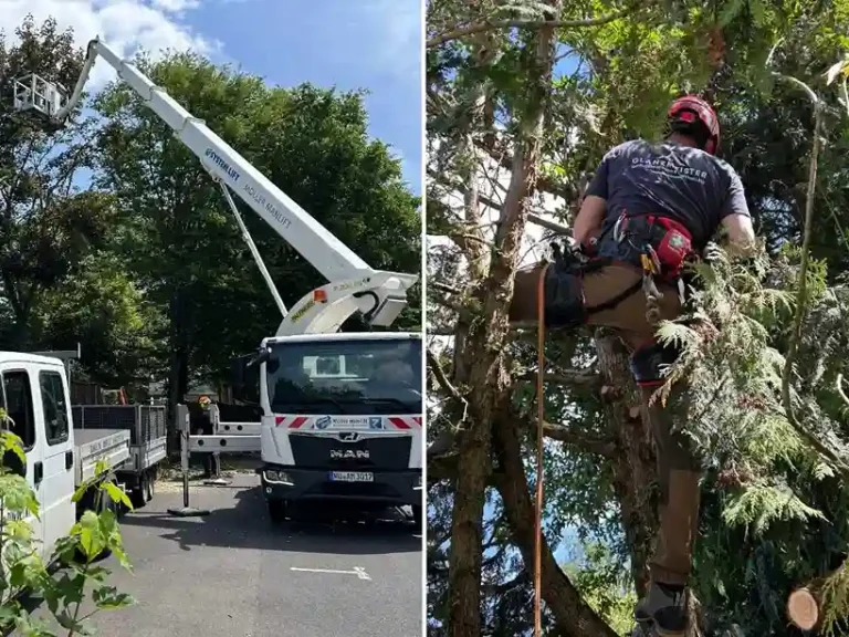 Professionelle Baumpflege und Baumfällung mit Hubsteiger und Seilklettertechnik durch Glanzmeister