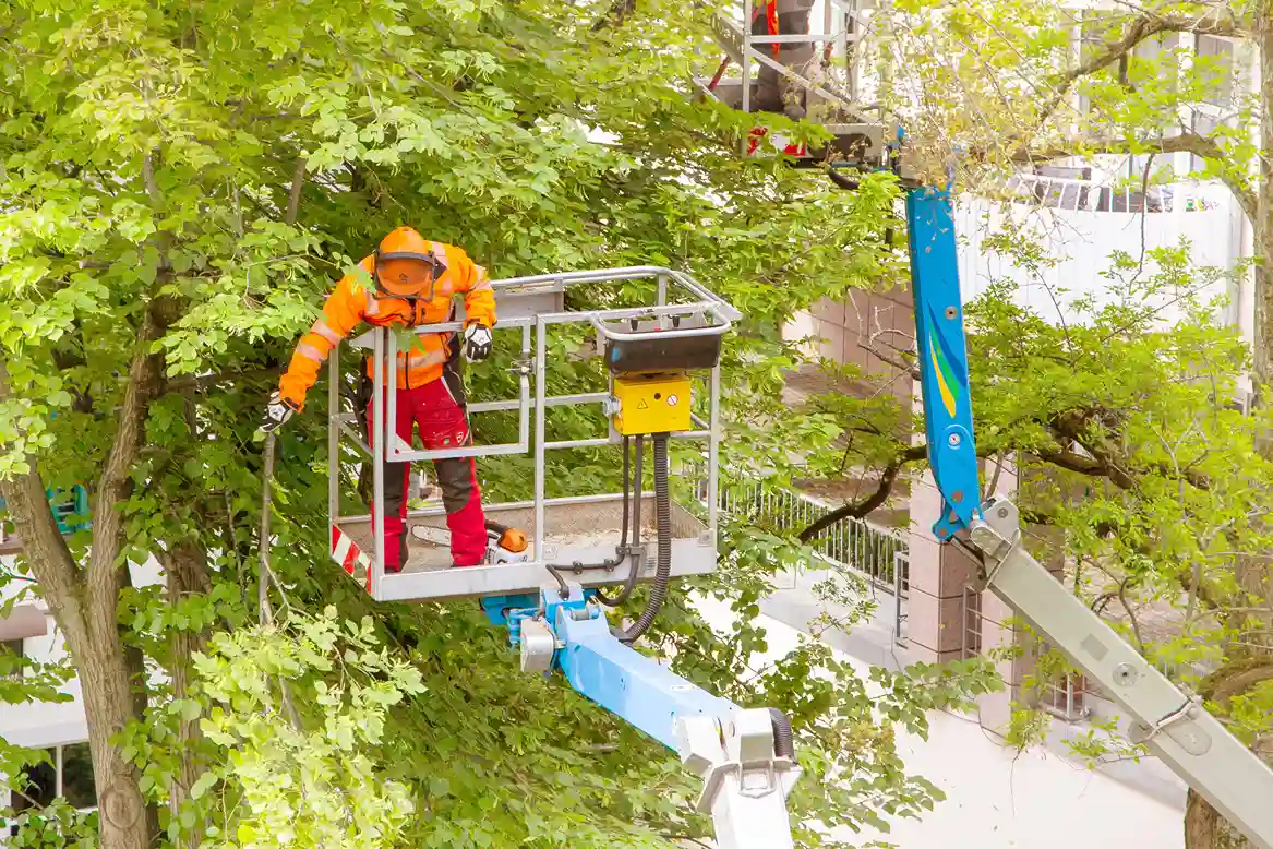 Fachgerechte Baumpflege mit Hubsteiger – Baumschnitt für gesunde und sichere Bäume durch Glanzmeister