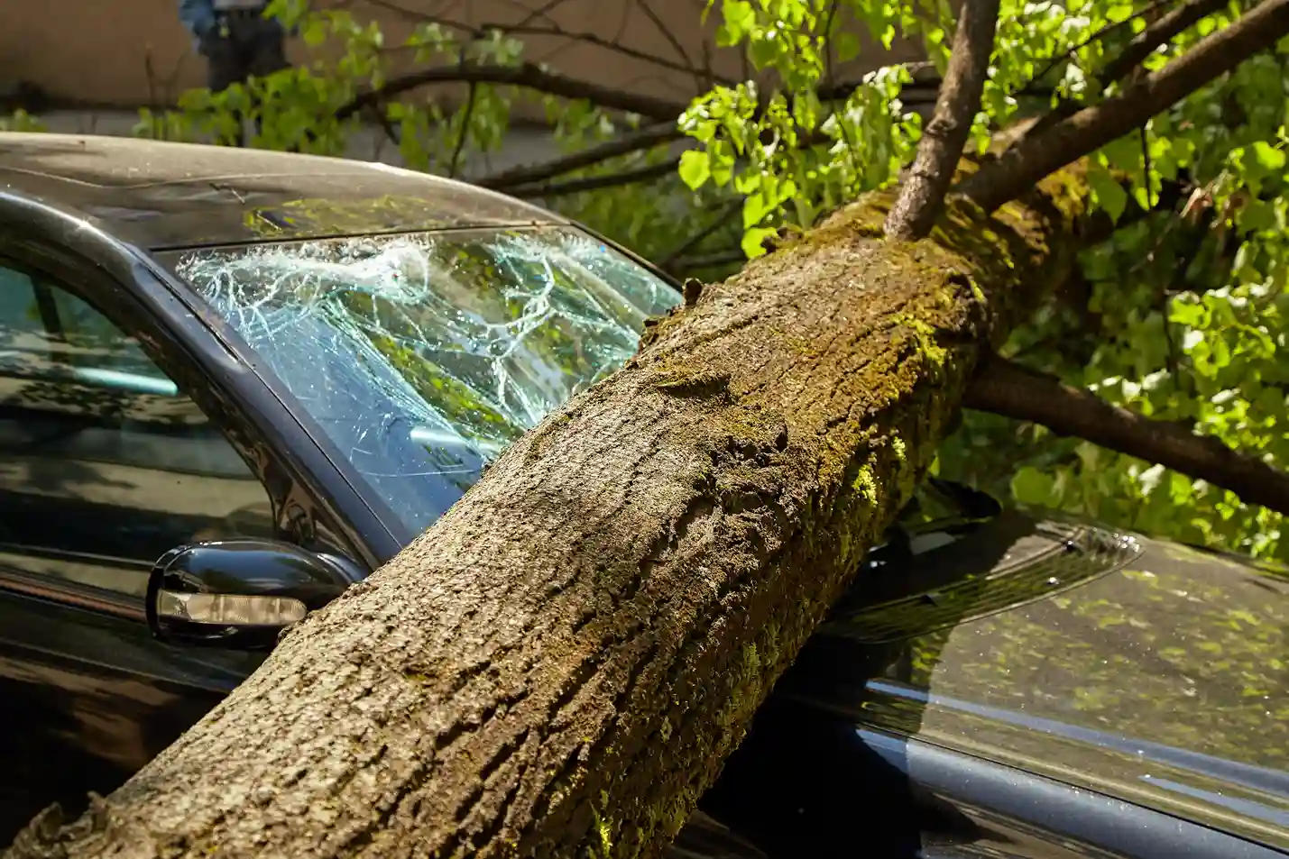 Umgestürzter Baum beschädigt Auto – fehlende professionelle Baumpflege kann hohe Versicherungsschäden verursachen